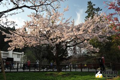 阿里山花季將自3月10日起展開，預計將掀起一波賞櫻熱潮。（嘉義林管處提供）中央社記者江俊亮傳真 105年2月15日