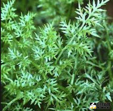 ▲好看又好吃的野菜植物介紹。（圖／翻攝自網路）