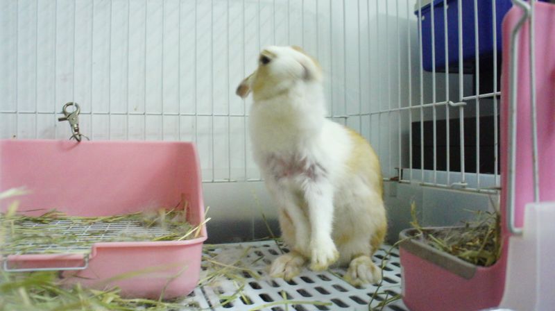 ▲兔子出現拔毛狀況。（圖／翻攝自愛兔協會）