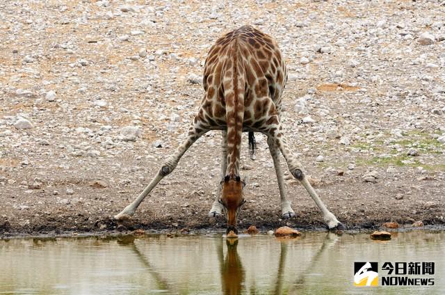 ▲長頸鹿必須劈腿彎下腰來喝水。（圖／翻攝自thedodo）