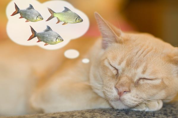 寵毛網／【貓奴愛注意】這樣吃魚NG！貓咪吃海鮮的禁忌有哪些？