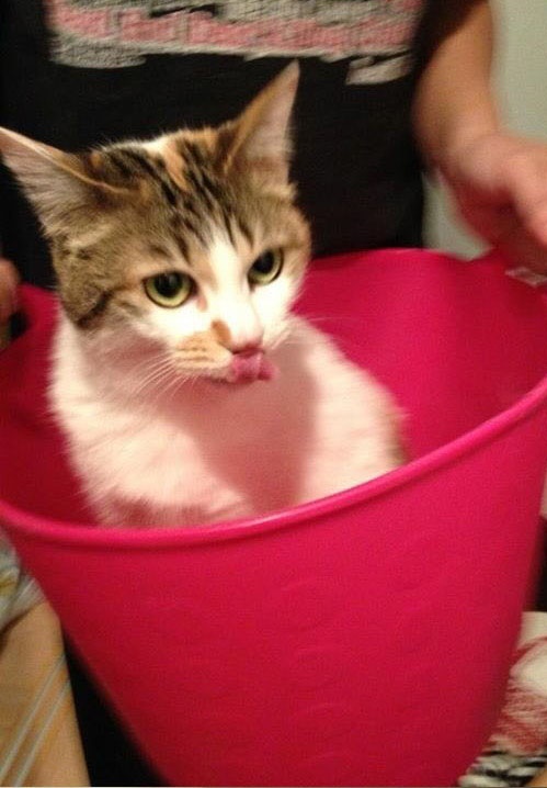 寵毛網/要跟我玩嗎？貓咪舒服窩在桶子中，沒想到被騙了...