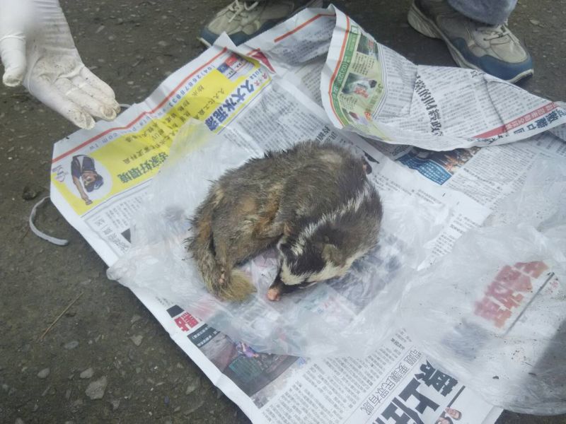▲古坑鄉山區傳出鼬獾咬傷老婦，相關單位防狂犬病疫情蔓延已做緊急措施處置。（記者簡勇鵬攝）