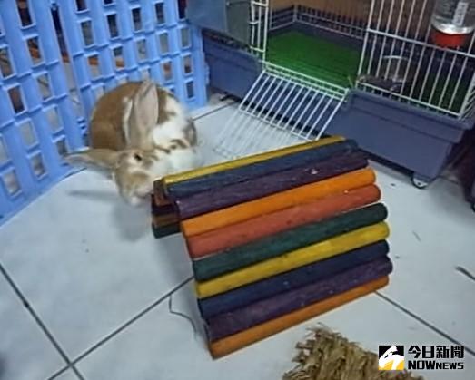 ▲兔兔對東西抹下巴代表牠想宣示「這是我的東西」。（圖／翻攝自愛兔協會）