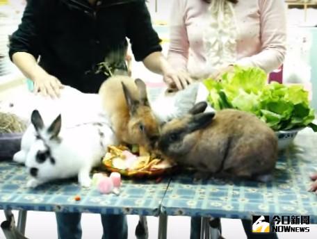 ▲寵物兔噴尿的瞬間。（圖／翻攝自愛兔協會）