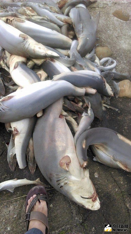 ▲大批幼鯊被割下魚鰭，丟棄新竹舊港橋堤防。（圖／翻攝自爆料公社）