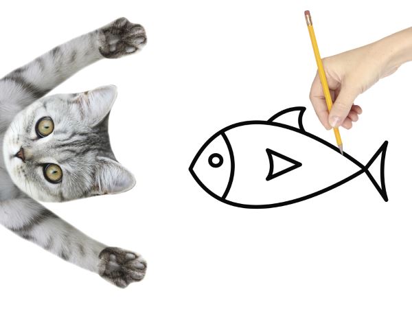 寵毛網／【貓奴愛注意】這樣吃魚NG！貓咪吃海鮮的禁忌有哪些？