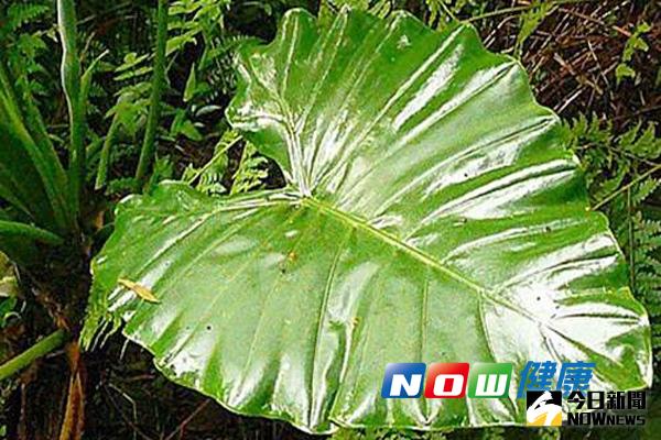 ▲姑婆芋外型與芋頭相似，但葉面較為光滑，若誤食恐出現喉嚨痛、口腔麻木、吞嚥困難及腹痛等中毒現象。（圖／公關照片）