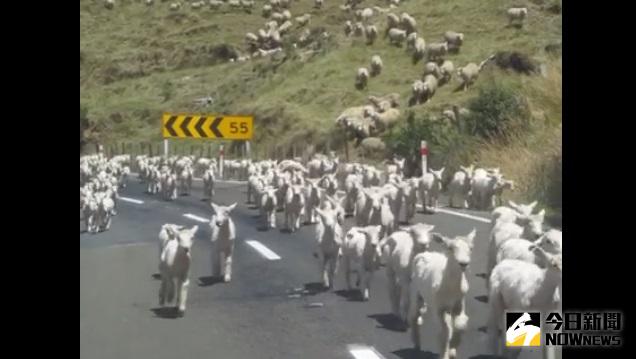 ▲羊群經過，用路人只能靜待。（圖／翻攝自Youtube）