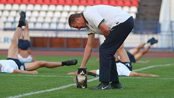 寵毛網／一隻貓咪的出現　完全癱瘓了整個足球隊練習時間