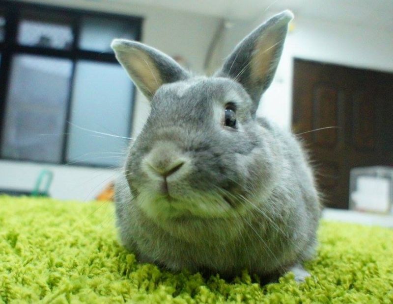▲愛兔協會第八屆新會長是一隻名叫「寧采臣」的灰色公兔，牠雖然雙眼病變，幾近全盲，但卻樂觀又親人。（圖／翻攝自愛兔協會）
