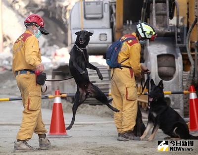 南台灣6日凌晨發生規模6.4大地震，台南永康永大路維冠大樓倒塌，9日救災人員搜救工作持續進行，搜救犬也投入搜救的行列。中央社記者吳翊寧攝  105年2月9日