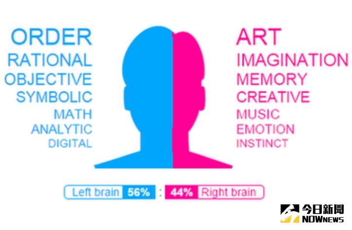 ▲常聽人說腦袋有左右腦之分，左腦掌管理性、邏輯推理等；右腦掌管感性、創造力等，但近日卻有美國科學家出面打臉此一說法。（圖／翻攝自bbc）
