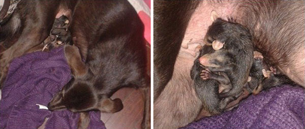 寵毛網／虛弱的孤兒負鼠寶寶 被狗媽媽領養後過著快樂的生活
