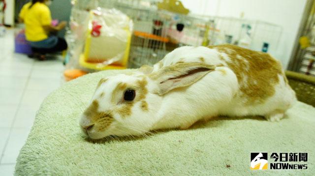 ▲兔子會因緊張、受驚嚇而呈現匍伏姿勢。（圖／翻攝自愛兔協會）