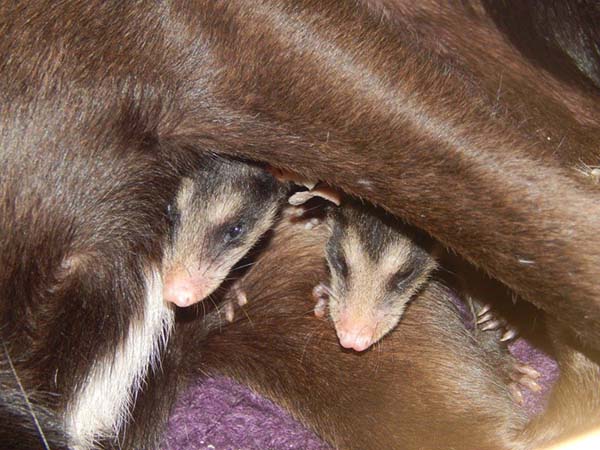 寵毛網／虛弱的孤兒負鼠寶寶 被狗媽媽領養後過著快樂的生活