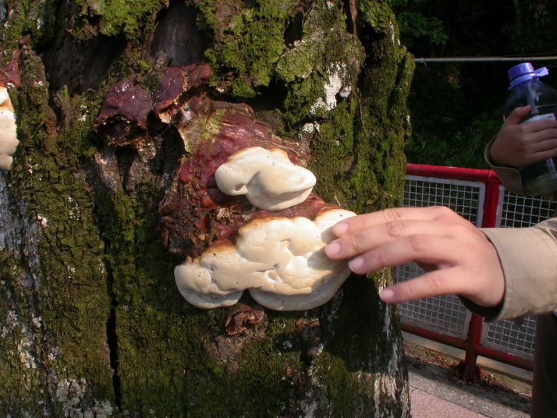 ▲山區雨後常見菇、蕈類長出，民眾切勿觸摸或採食以免發生中毒。〈圖／記者黃玿琮攝〉