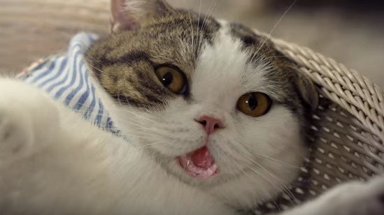 ▲貓老大率領喵星人們抵抗「洗澡暴政」。（圖／翻攝自YouTube）