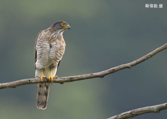 ▲鳳頭蒼鷹是與人類生活範圍距離最近的猛禽之一。（圖／台灣猛禽研究會提供）