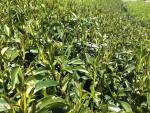 南部大旱！農災逾1.2億　春茶損失就破億　
