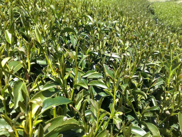 茶樹也受旱情影響　農委會啟動救助申請
