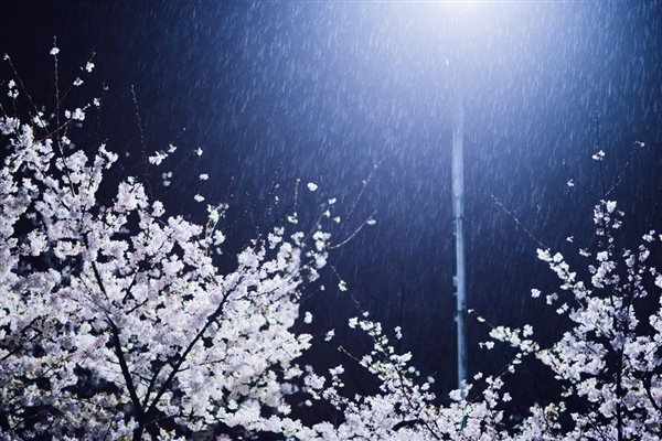 武大現真正『櫻吹雪』