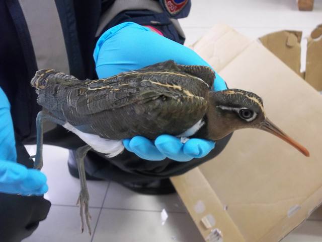 ▲民眾手抓保育類彩鷸拍照並上傳網路，遭到判刑。（圖／大園消防分隊提供）