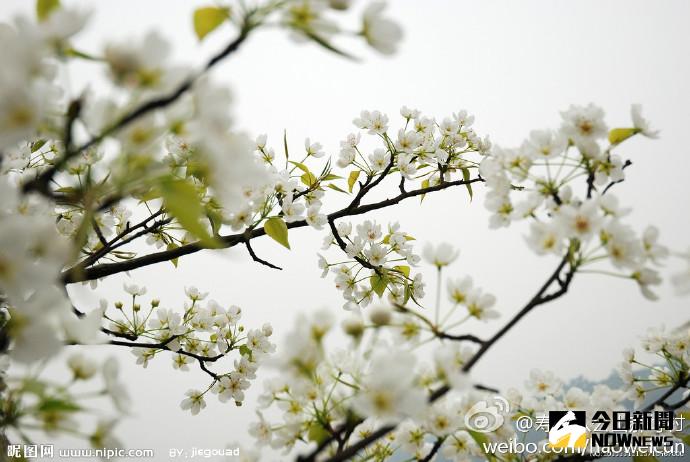▲春暖花開百花綻放　安徽美景醉人。（圖／公關照片）