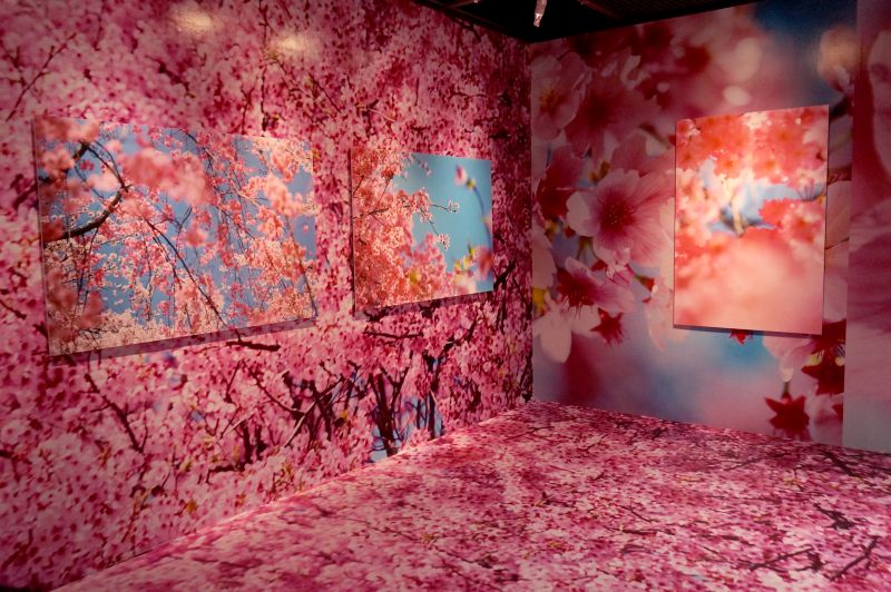 ▲蜷川實花展間照。（圖／©mika ninagawa Courtesy of Tomio Koyama Gallery）
