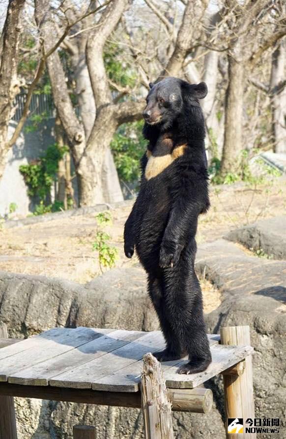 ▲網友分享自己在壽山動物園中拍下站起來的黑熊，看起來卻像是工讀生假扮的玩偶。（圖／翻攝自網路）