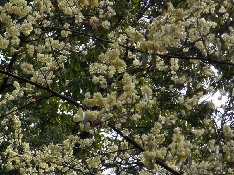 ▲大雪山林道邊山胡椒花盛開，還會散發出特殊淡淡檸檬芳香。〈圖／記者黃玿琮攝〉