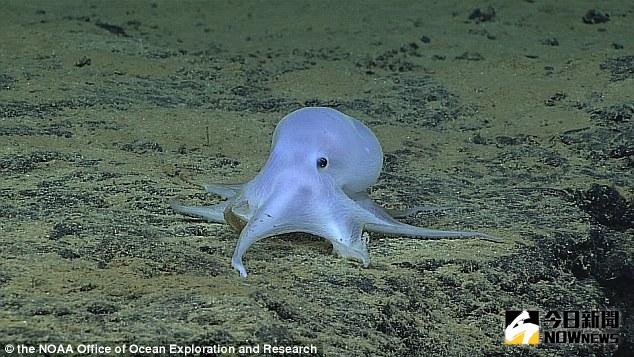 ▲夏威夷發現新種章魚，外型激似「小精靈」。（圖／翻攝自dailymail）