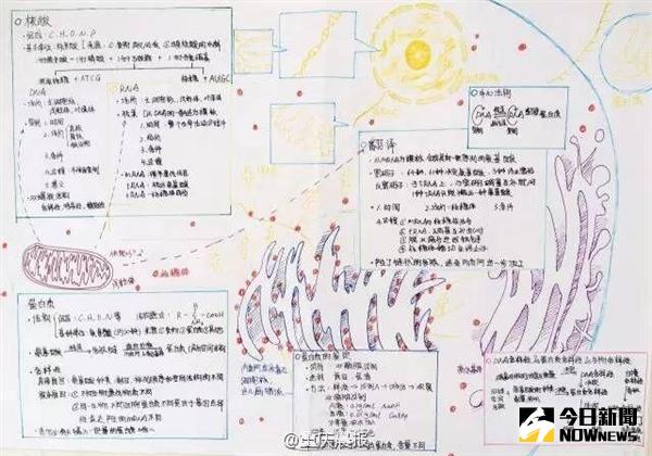 學霸生物筆記走紅，手繪線粒體逆天了。