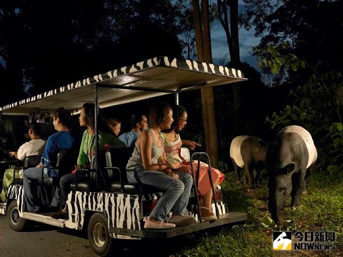 ▲新加坡夜間動物園，遊客可搭乘夜間遊園專車近距離觀察野生動物。（圖／新加坡旅遊局提供）