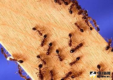 ▲紅火蟻生態隱憂　殷鑑不遠。（圖／翻攝自維基百科）