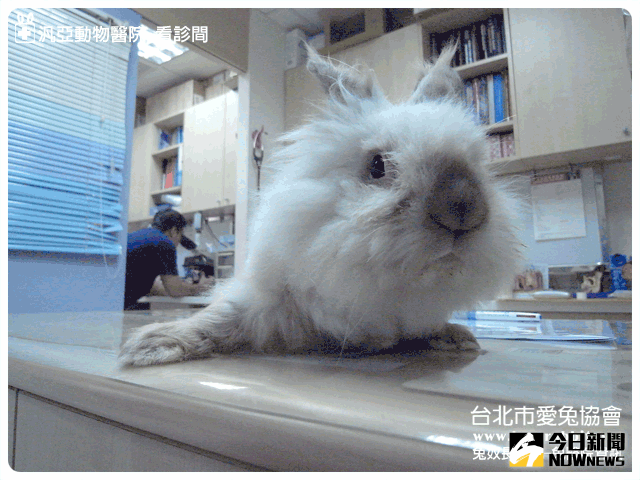 ▲找到專業兔醫生很重要。（圖／翻攝自愛兔協會）