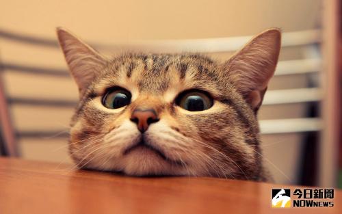 靠臉、賣萌、傲嬌？看喵星人如何成『網紅』。