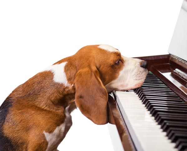 寵毛網／汪星人聽音樂好處多！不同的音樂對狗兒有不同的影響喔~