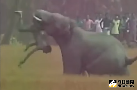 ▲印度孟特斯瓦爾（Monteswar），一名64歲的農民巴格迪（Anil Bagdi）在田裡工作時，也遭一頭大象用象鼻拋起後賤踏至死。（圖／翻攝自Youtube）