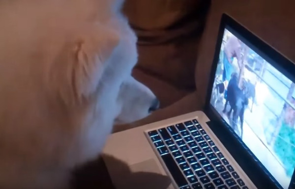 寵毛網／媽！我上電視了！薩摩耶犬看見自己奔馳的影片表情超驚喜