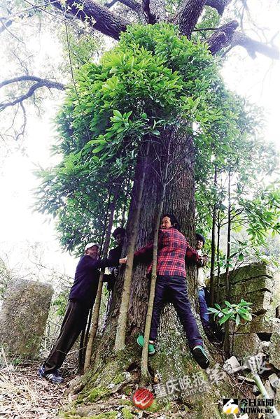 4位村民用手臂丈量楠木古樹周圍