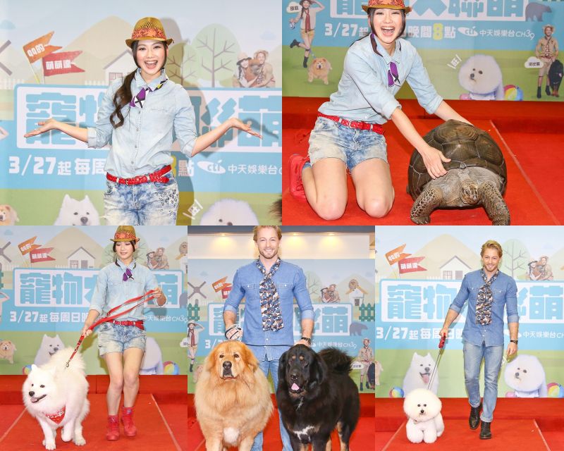 ▲即將在27日首播的《寵物大聯萌》主持人邵庭、法比歐和萌寵一起大秀台步為節目宣傳造勢。（圖／中天，2016.03.26）