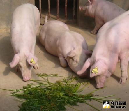 ▲部分縣市仔豬發現豬流行性下痢！請農民強化場內生物安全。（圖／翻攝自網路）
