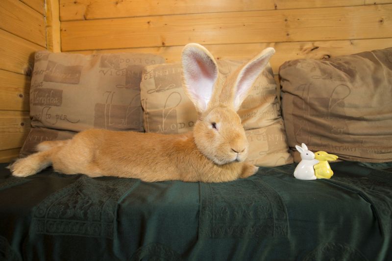 ▲Atlas因體型太大被棄養，最後終於找到新家。（圖／翻攝自metro）