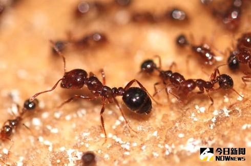 ▲八里發生紅火蟻疫情！圍堵紅火蟻加強防治與移動管制。（圖／翻攝自網路）