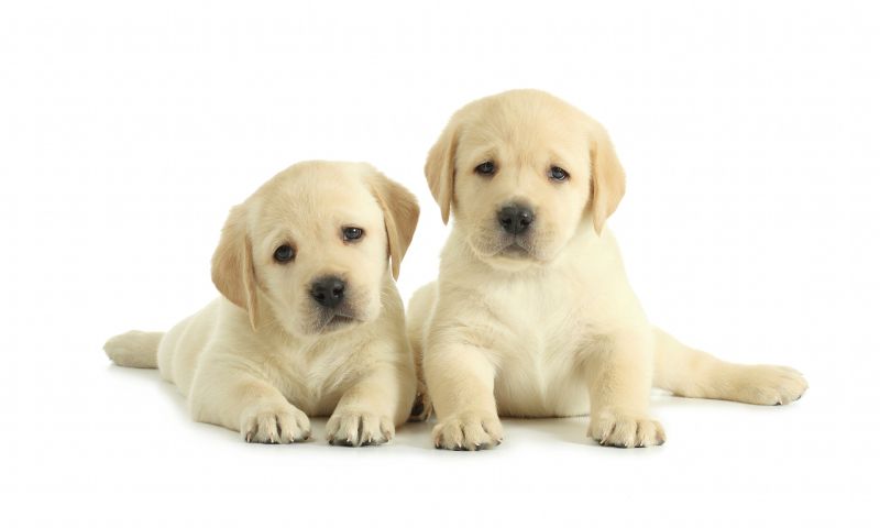 ▲美國犬種協會（American Kennel Club）近日公布了2015年美國最熱門的狗狗品種為「拉布拉多犬」，拉不拉多犬在此項調查統計中，已連續25年榮獲第一。（圖／翻攝自衛報）