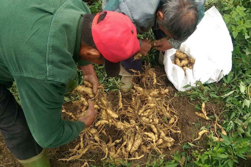 ▲霸王寒流橫掃後地瓜明顯凍傷後出現嚴重縮水和裂果。（圖／黃偉哲服務處提供）
