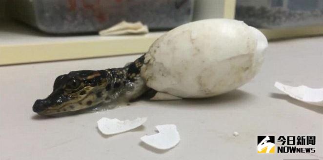 澳洲鱷魚寶寶誕生一刻