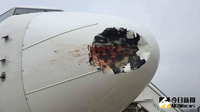 ▲埃航客機機鼻遭飛鳥撞出一窟窿，上面還有大片飛鳥濺灑的血跡。（圖／翻攝自臉書）