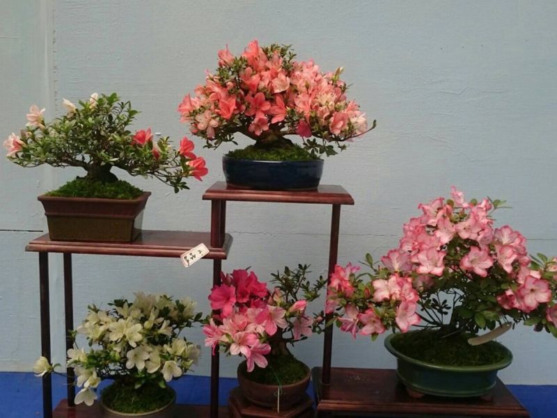 ▲皋月杜鵑花同一株的花朵會出現不同的花紋、花色，樣態五花八門，極富藝術價值。〈圖／記者黃玿琮攝〉